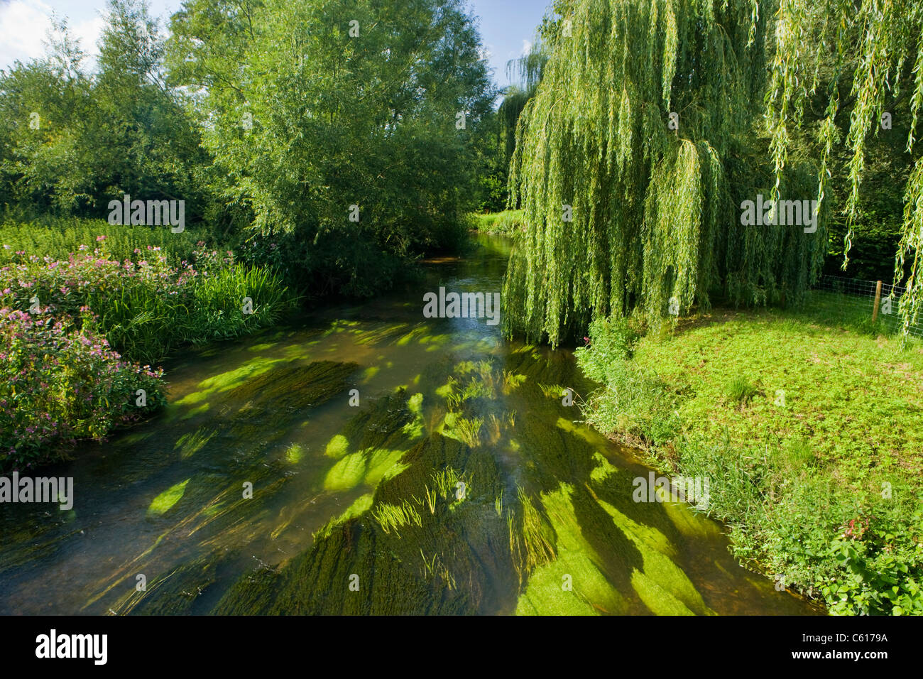 Fluss Wey in Elstead, Surrey, UK. Stockfoto