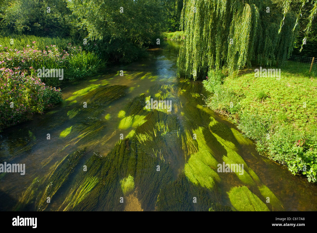 Lebendige Wachstum im Fluss Wey in Elstead, Surrey, UK. Stockfoto