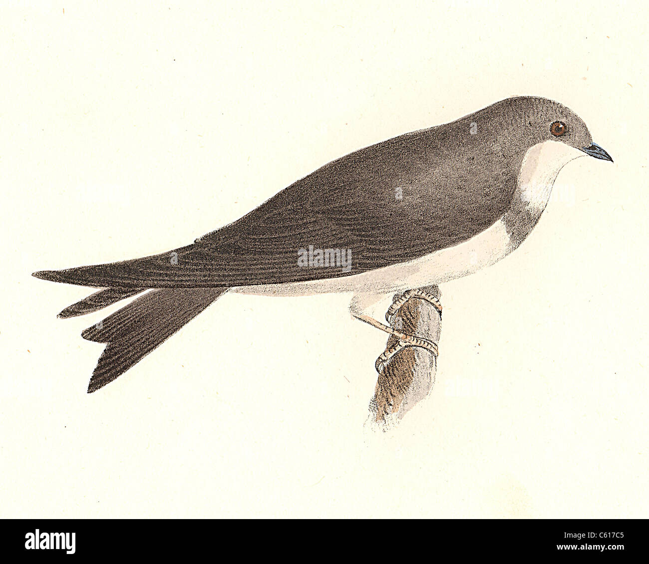 Die Bank Schlucken, Sand Martin (Argynnis riparia Riparia riparia), vintage Vogel Lithographie - James De Kay, Zoologie von New York, oder die NY Fauna, Vögel Stockfoto