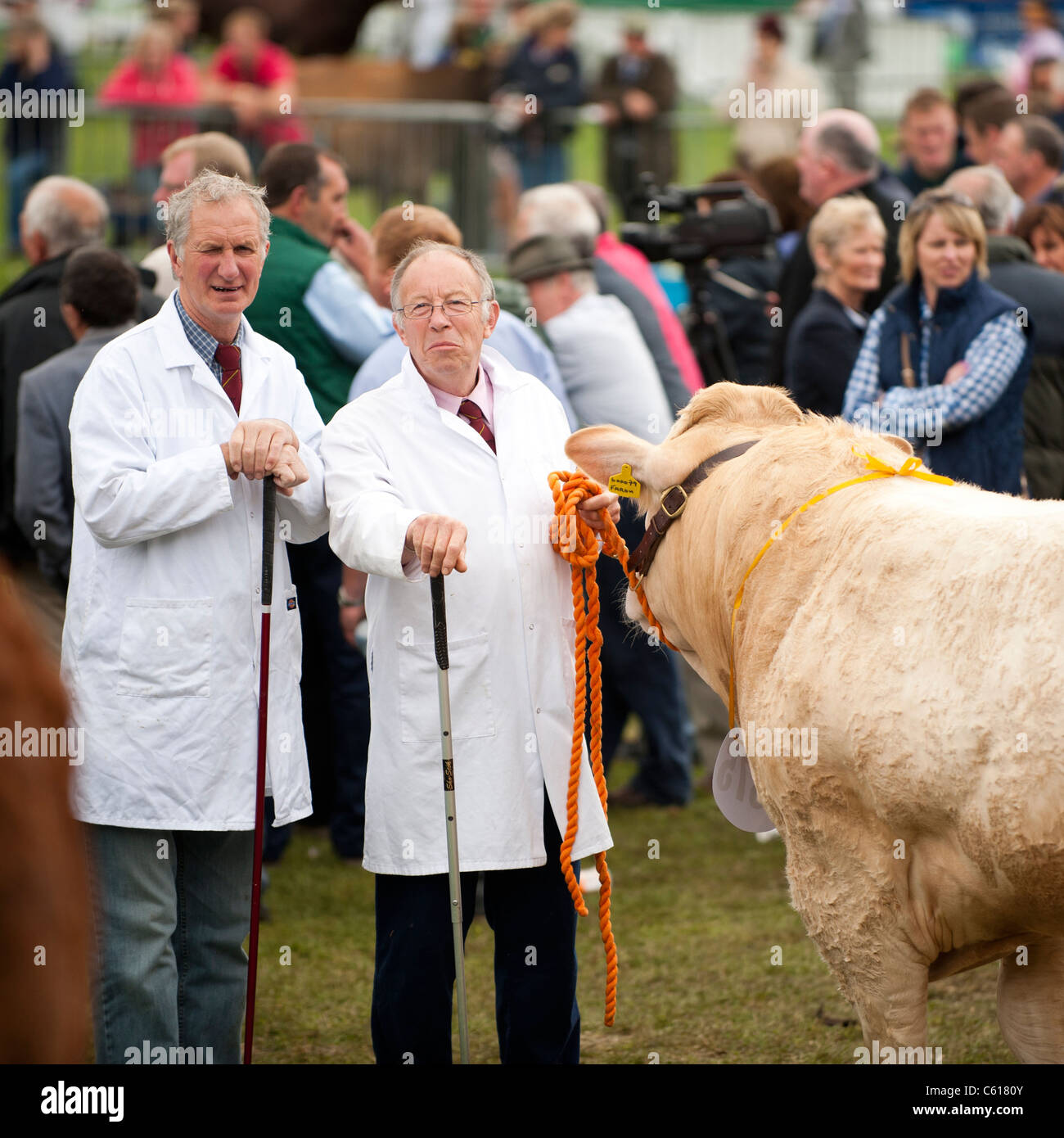 zwei Bauern mit ihren Stieren im Wettbewerb am Royal Welsh Agricultural Show, Builth Wells, Wales, 2011 Stockfoto