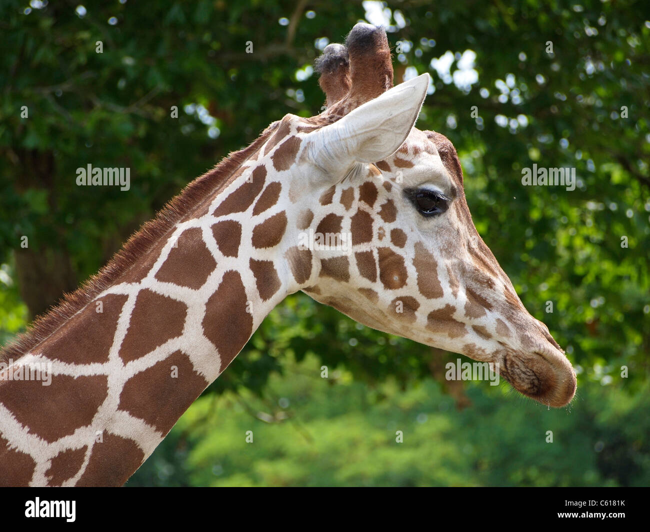 Rothschild-Giraffen-Porträt Stockfoto