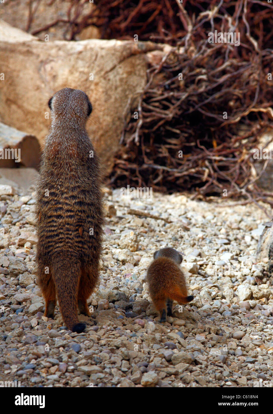 Baby-Erdmännchen mit Erwachsenen Stockfoto