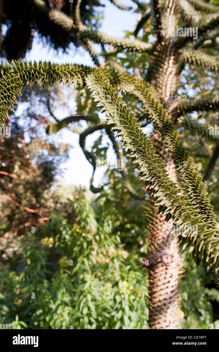 Der Affe-Baum in Chelsea Physic Garden, auch bekannt als Monkey Puzzle Tree oder Monkey Trail Baum, Araucaria Araucana, immergrün Stockfoto