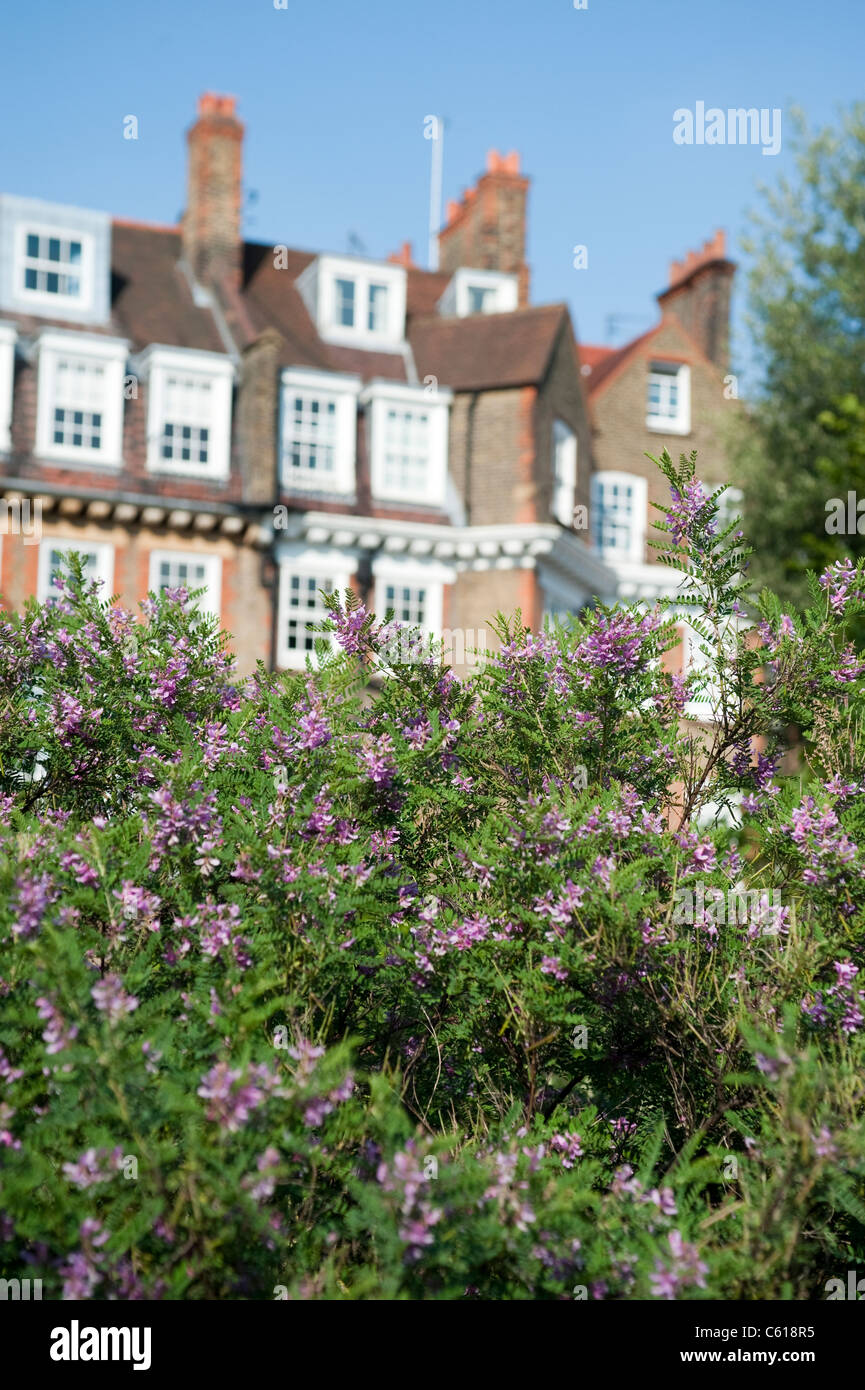 Pflanzen an der Chelsea Physic Garden in London, Fabaceae Indigofera heterantha Stockfoto