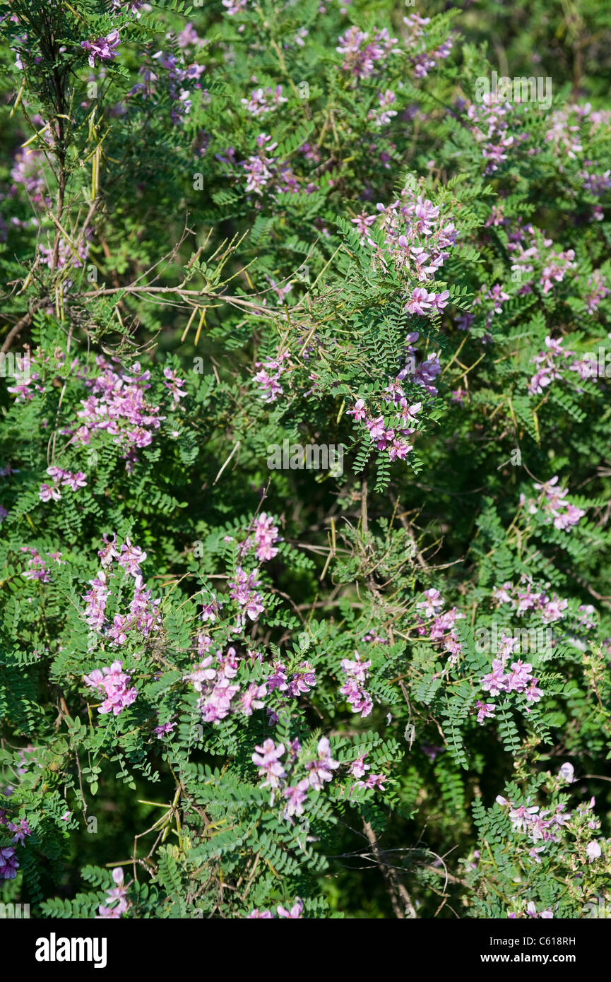 Pflanzen an der Chelsea Physic Garden in London, Fabaceae Indigofera heterantha Stockfoto