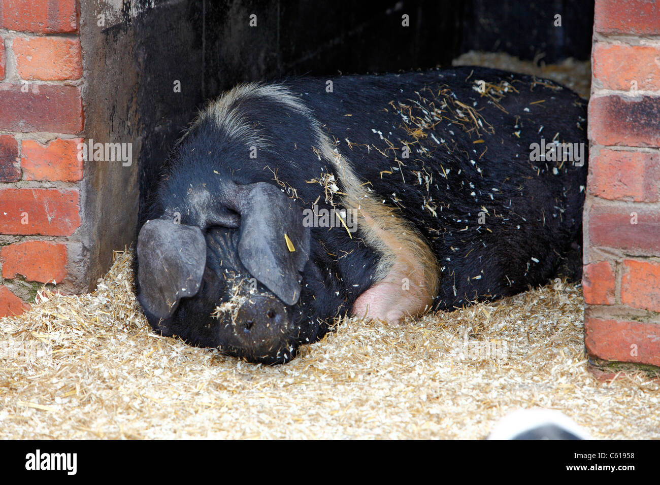 Schwarz und rosa Schwein im Stall schlafen Stockfoto
