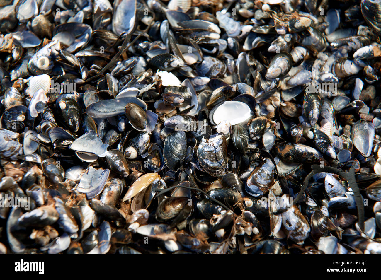 Abdeckung von Muscheln am Strand Stockfoto