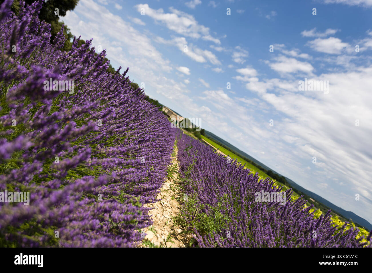 Lavendelfelder in der Provence Stockfoto