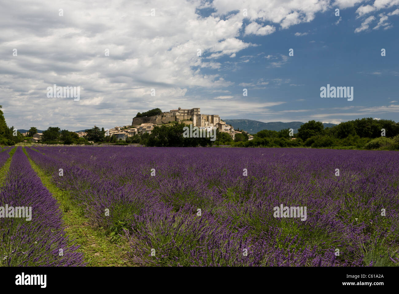 Lavendelfelder in Grignan, Provence, Frankreich Stockfoto