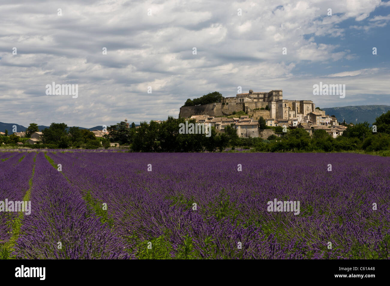 Lavendelfelder in Grignan, Provence, Frankreich Stockfoto