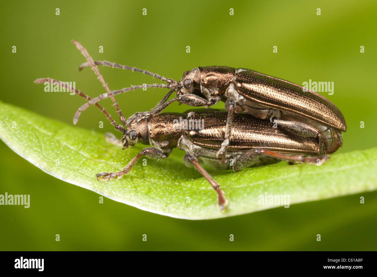 Wasserblattkäfer (Plateumaris rufa) paaren sich auf einem Skunk-Kohlblatt. Stockfoto