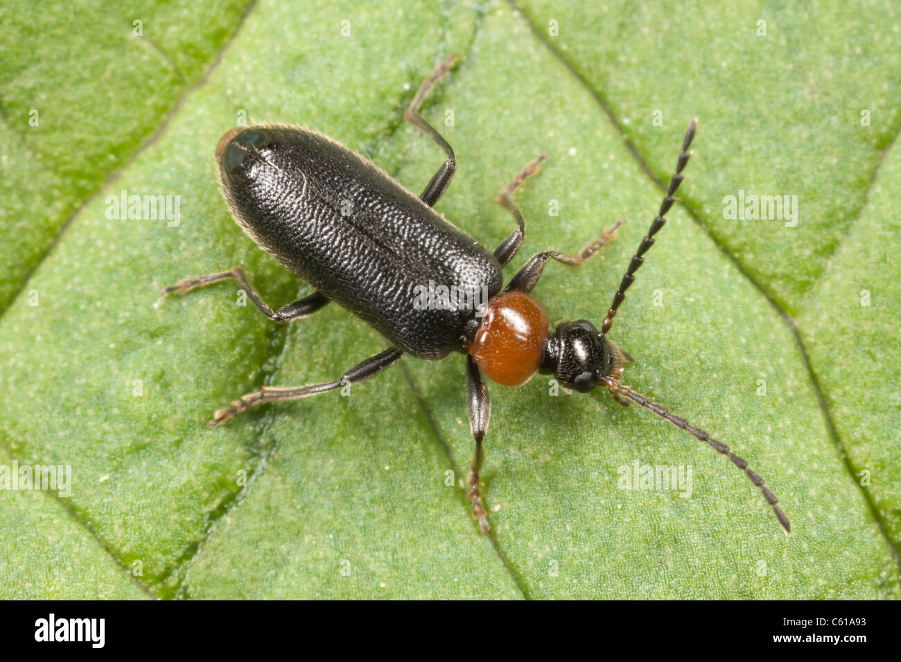 Feuer-farbige Käfer (Pedilus Lugubris) hocken auf einem Blatt. Stockfoto