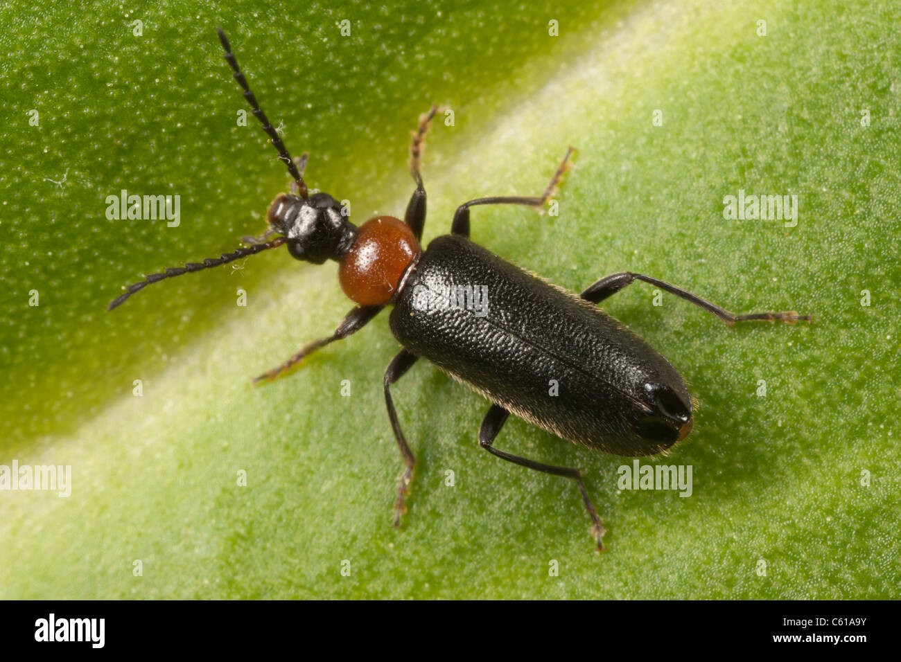 Feuer-farbige Käfer (Pedilus Lugubris) hocken auf einem Blatt. Stockfoto