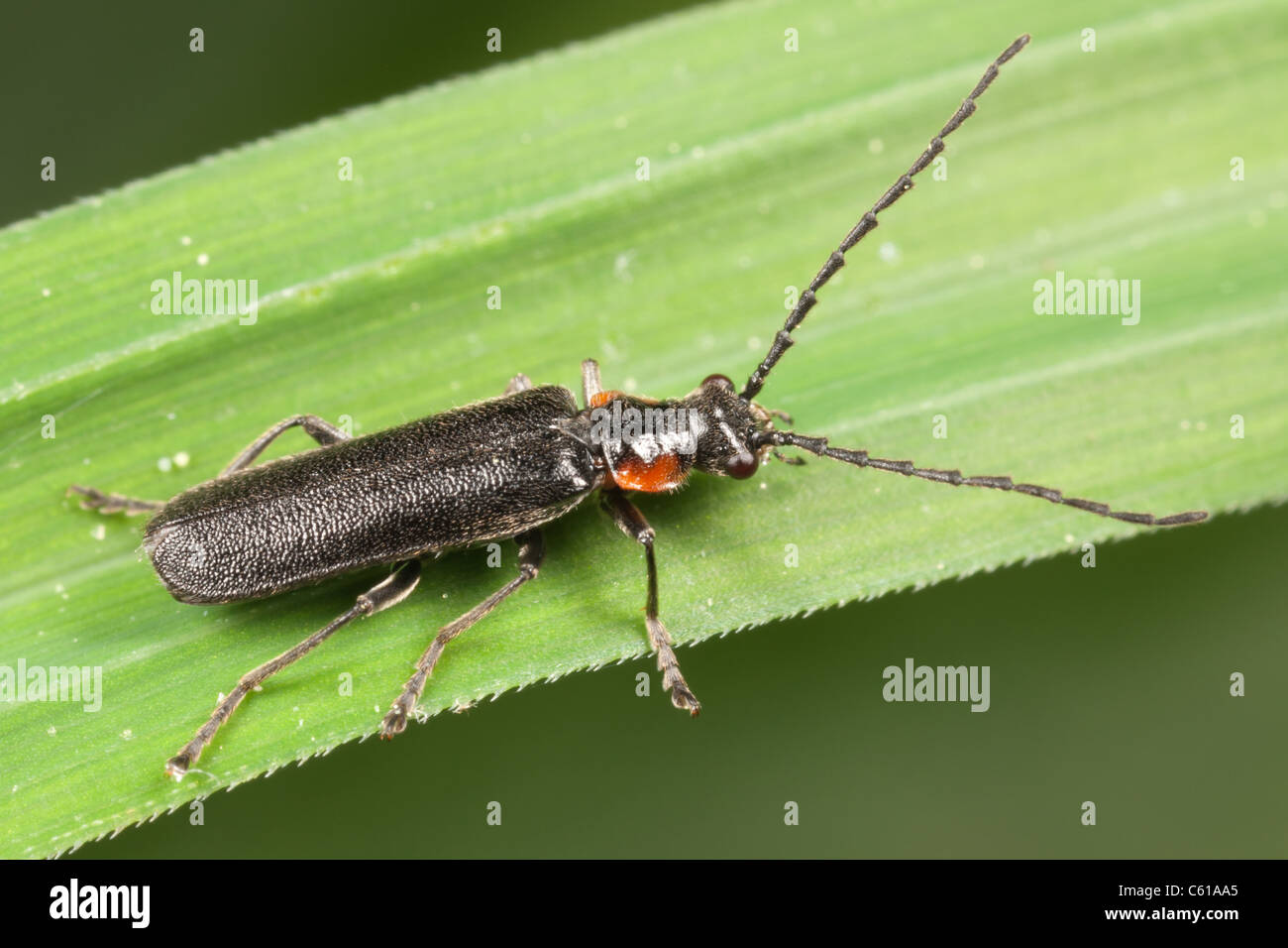 Soldat-Käfer (Podabrus sp.) Stockfoto