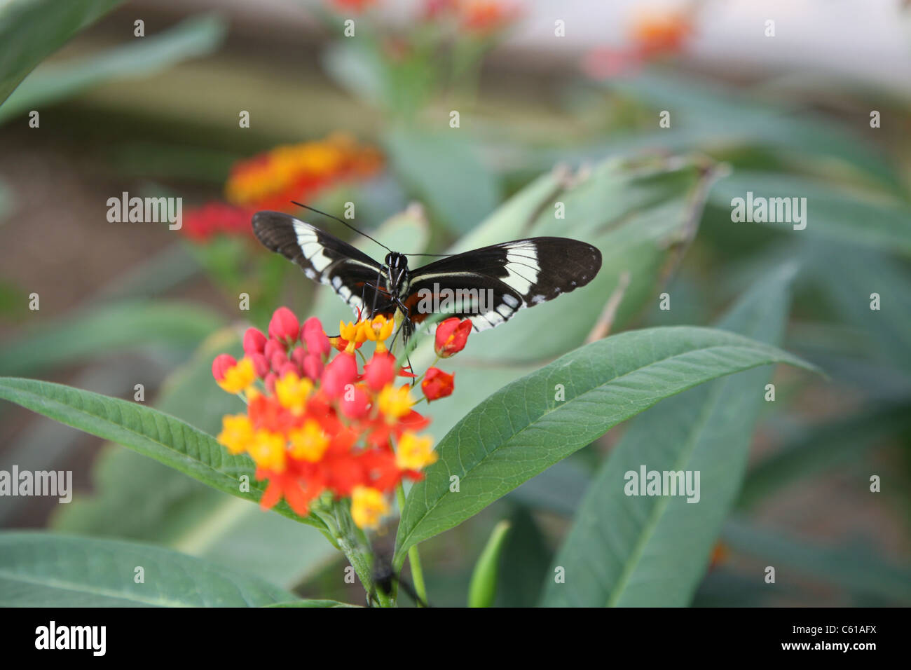 Schwarz / weiß Schmetterling auf rote und gelbe Blumen Stockfoto