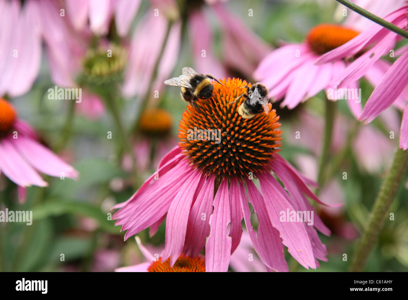 Zwei Biene auf eine rosa Blume Stockfoto