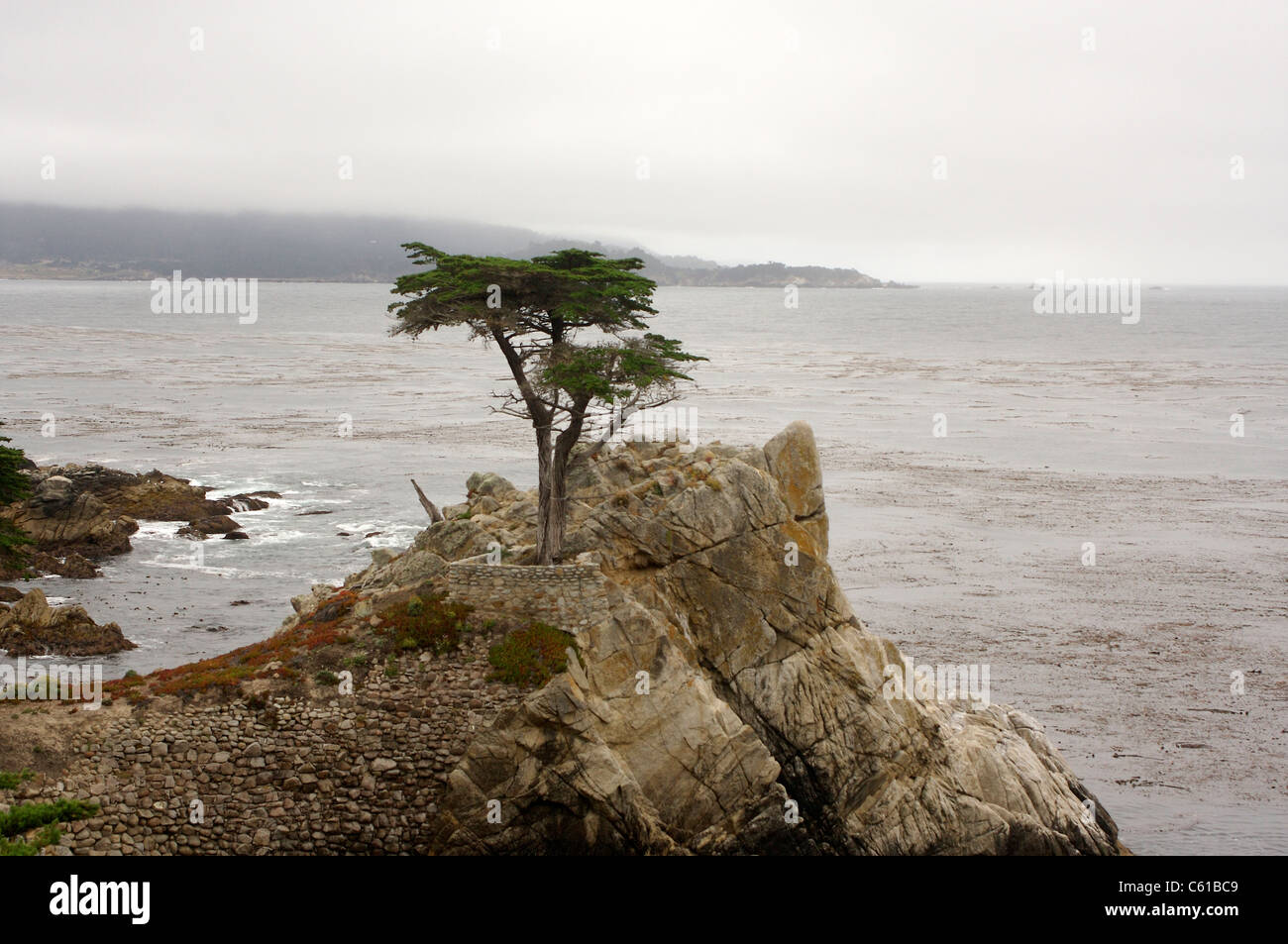 Die Lone Cypress entlang der 17 Mile Drive in Monterey County, Kalifornien Stockfoto