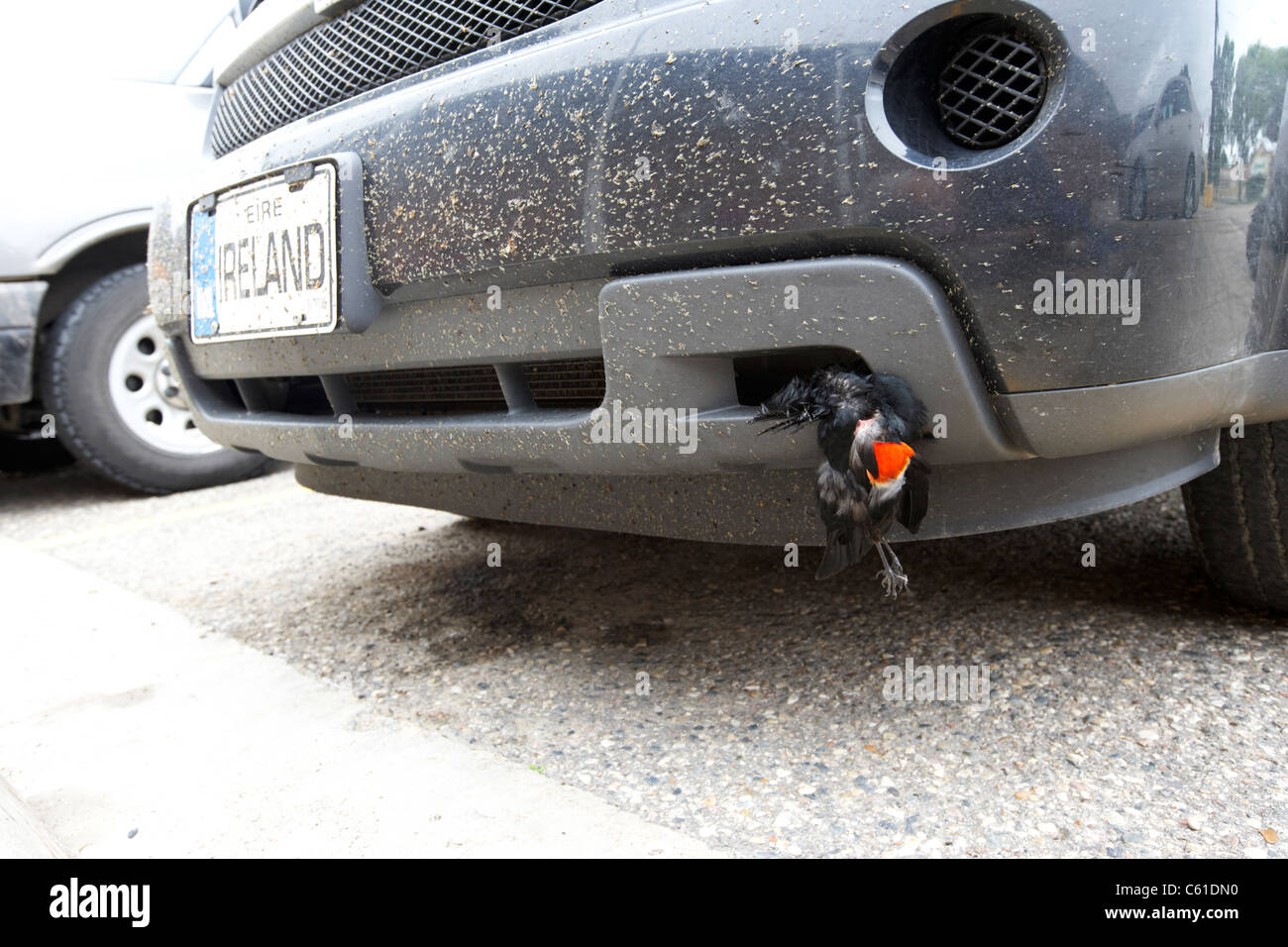 Roadkill red winged Amsel Vogel gefangen auf Fliege überdachte Stoßstange in Nordamerika Stockfoto