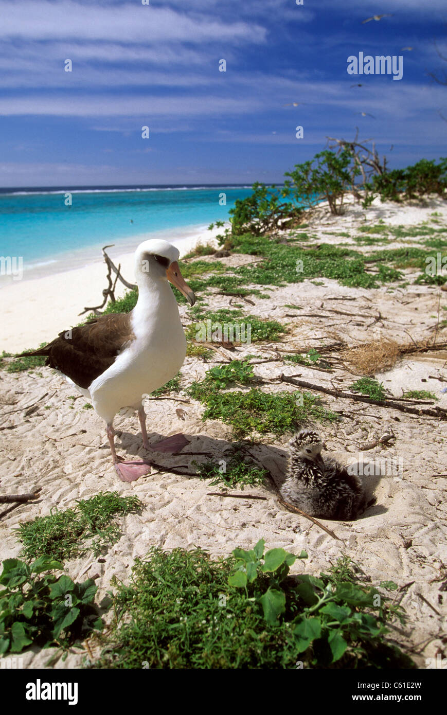 Albatros, Midway-Inseln, Papahanaumokuakea Marine Nationalmonument, nordwestlichen Hawaii-Inseln Stockfoto