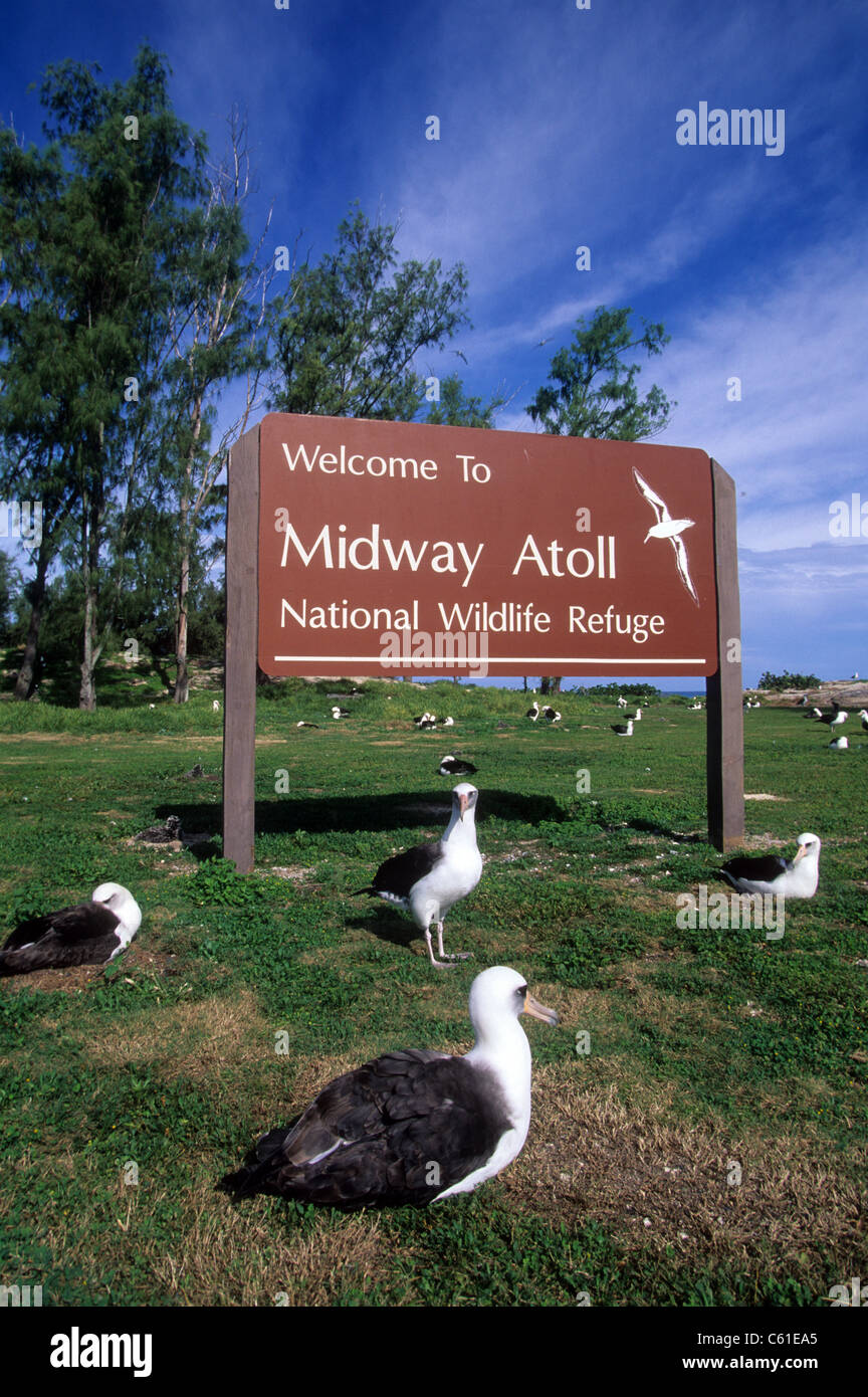 Albatros, Midway-Inseln, Papahanaumokuakea Marine Nationalmonument, nordwestlichen Hawaii-Inseln Stockfoto