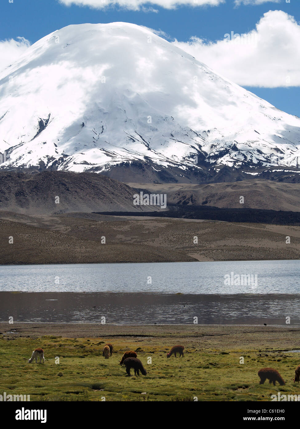 Vulkan Parinacota, Lago Chungara im Parque Nacional Lauca, Chile Stockfoto