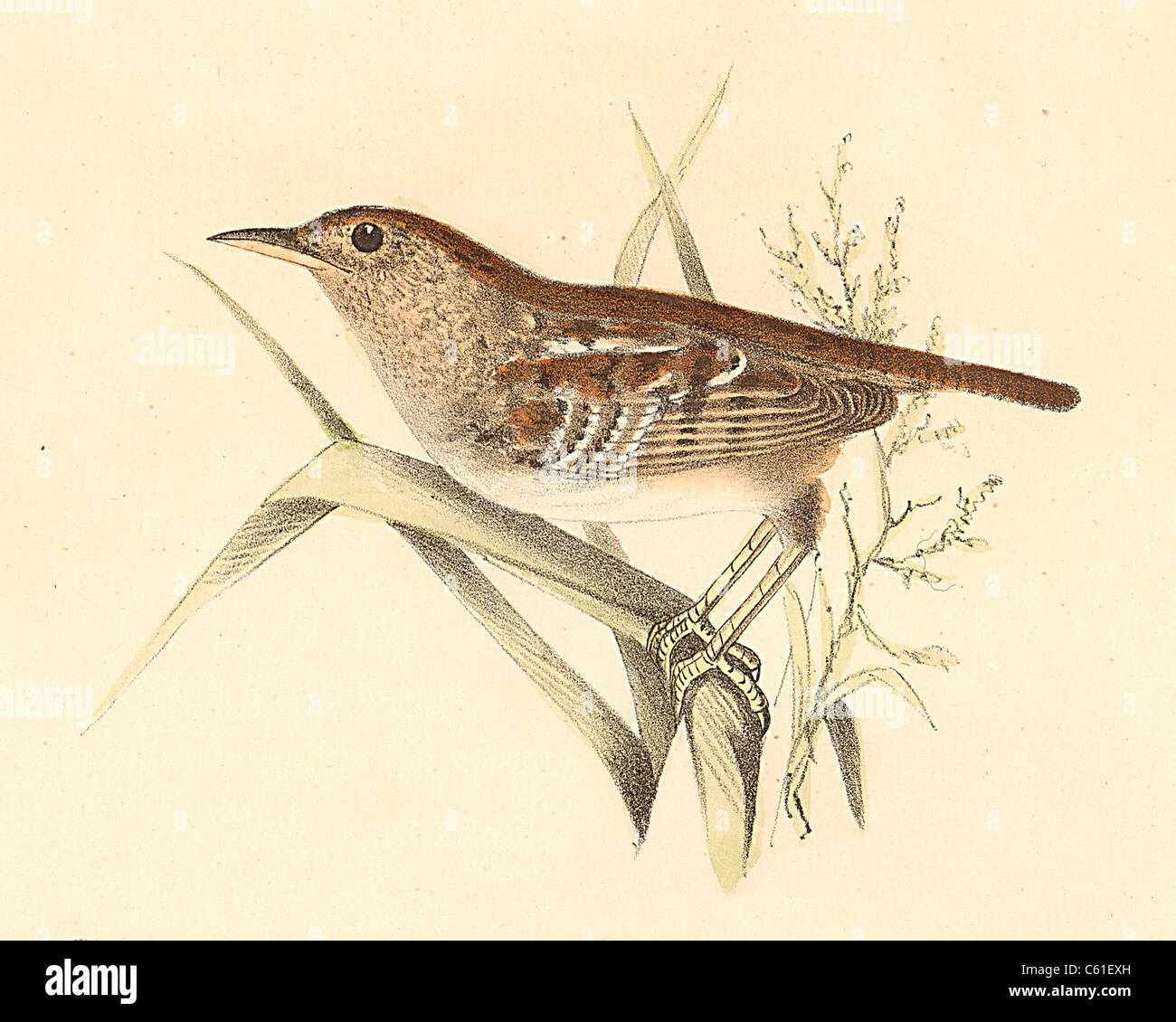 Die Short-billed Wren, Segge Wren, Nuttall's weniger Marsh Zaunkönig (Troglodytes brevirostris, Cistothorus stellaris) vintage Vogel Lithographie, De Kay Vögel Stockfoto