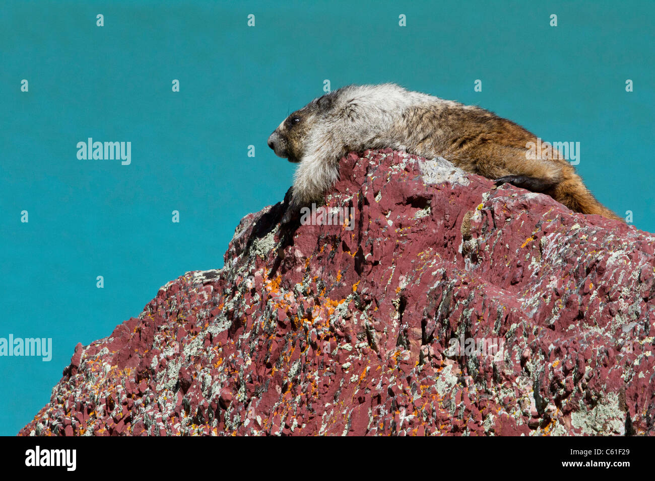 Hoary Murmeltier (Marmota Caligata) Ruhe vor Cracker Lake, Glacier National Park, Montana, USA Stockfoto