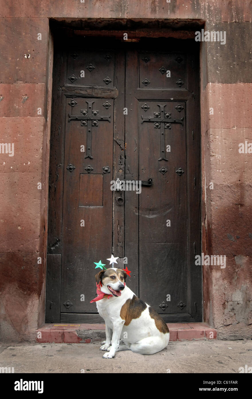 Mexikanische Hund mit mexikanischen Farben und alte Tür. Stockfoto