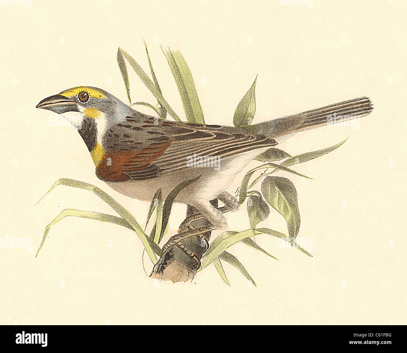 Die Black-Throated Bunting oder Dickcissel Spiza (Emberiza Americana Americana) vintage Vogel Lithographie - James De Kay, Zoologie von NY Fauna, Vögel Stockfoto