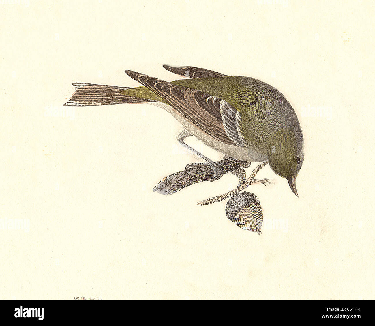 Die Pine Warbler, Dendroica (Sylvicola pinus Pinus, Setophaga Pinus) vintage Vogel Lithographie - James De Kay, Zoologie von New York, der NY Fauna, Vögel Stockfoto