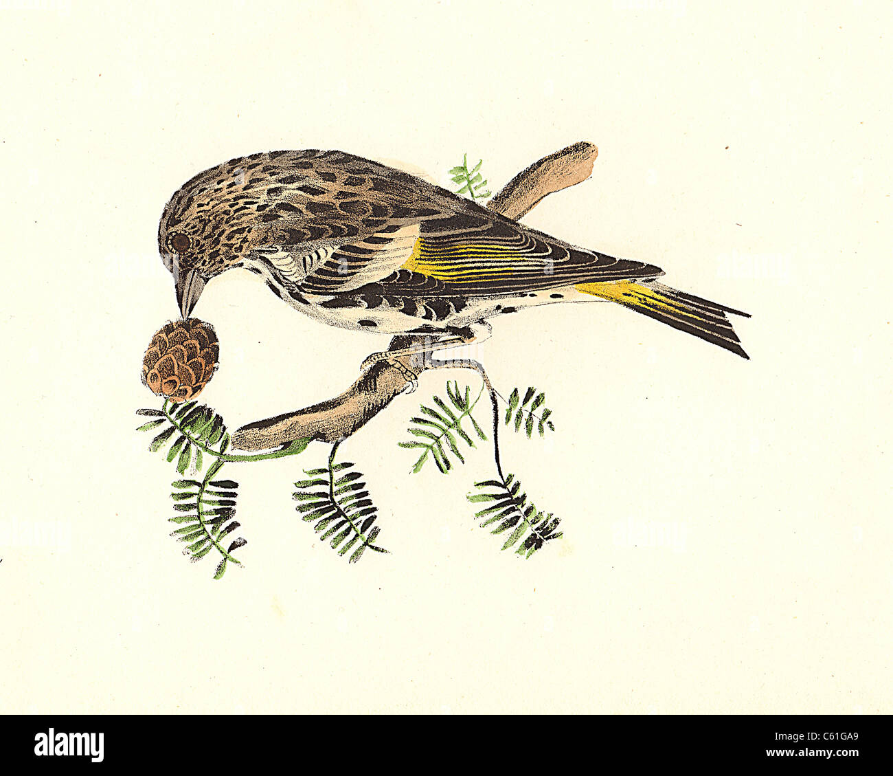 Die Kiefer Finch, Kiefer Pinus, Siskin (Carduelis Spinus Pinus) vintage Vogel Lithographie - James De Kay, Zoologie von New York, oder die New-York Fauna, Vögel Stockfoto