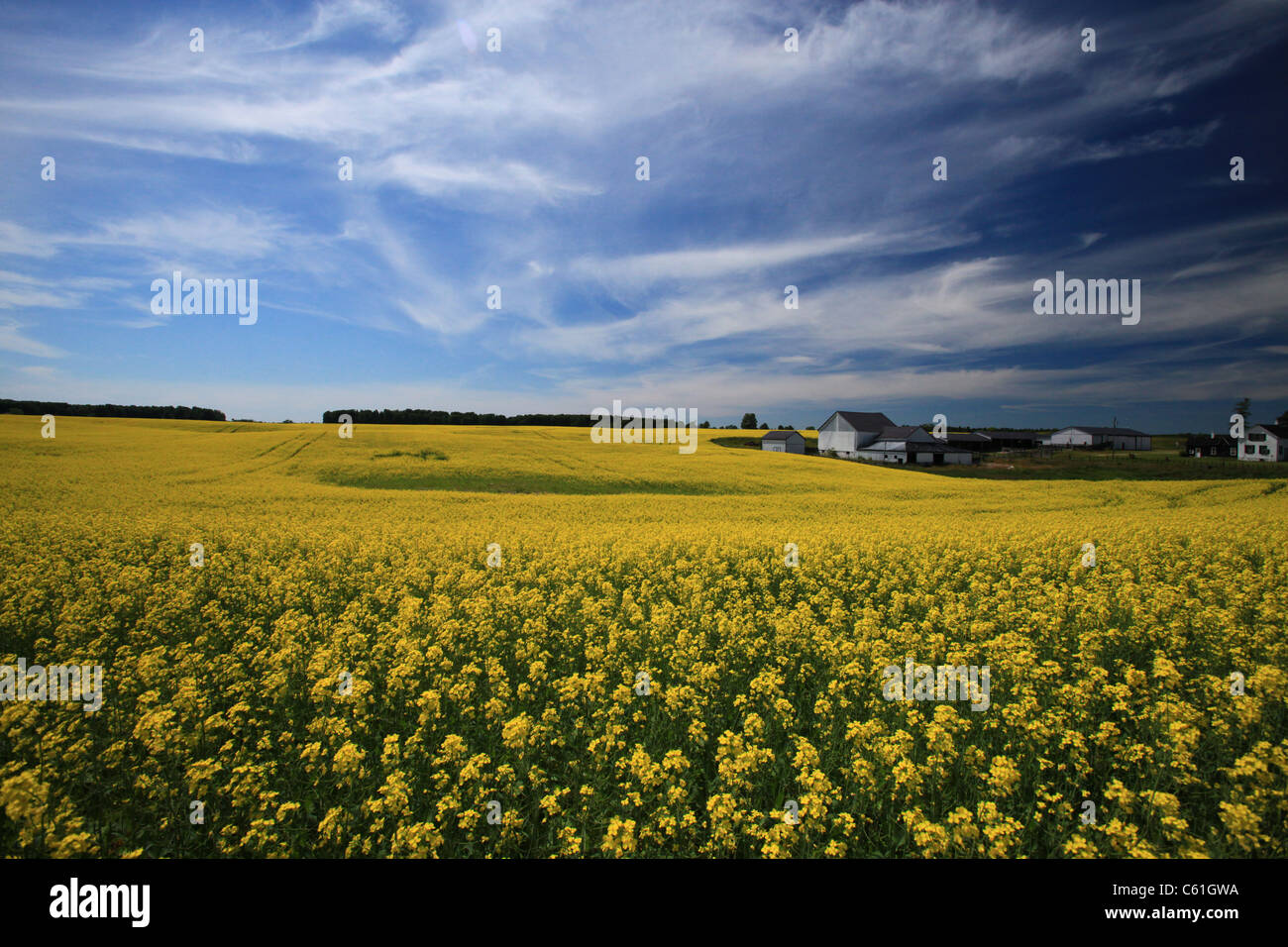 Raps-Feld in der Nähe auf der Autobahn 6 in Arthur, in der Nähe von Elmira, Ontario, Kanada Stockfoto