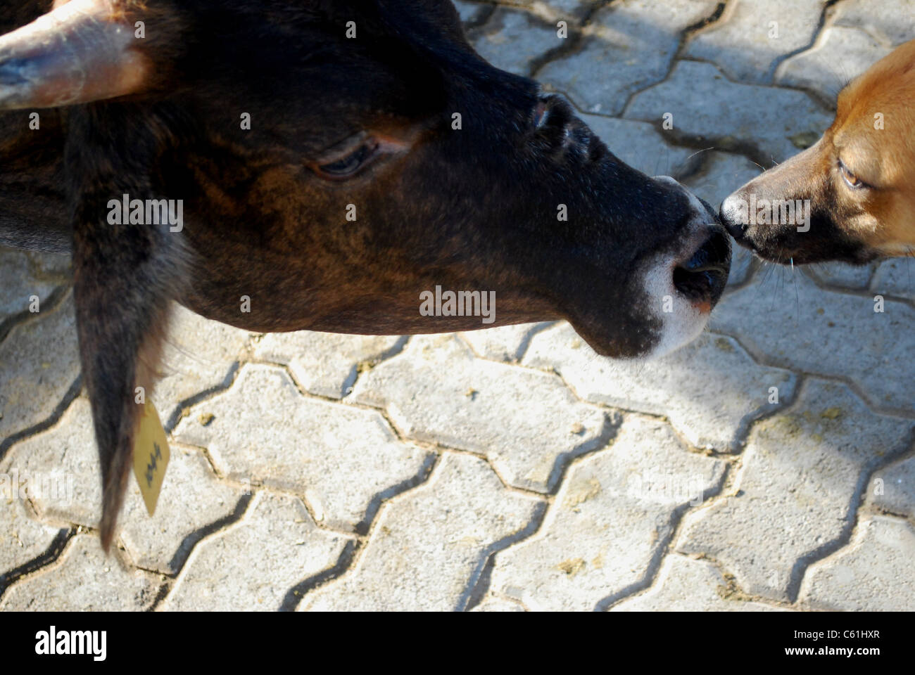 Kuh und Hund Stockfoto