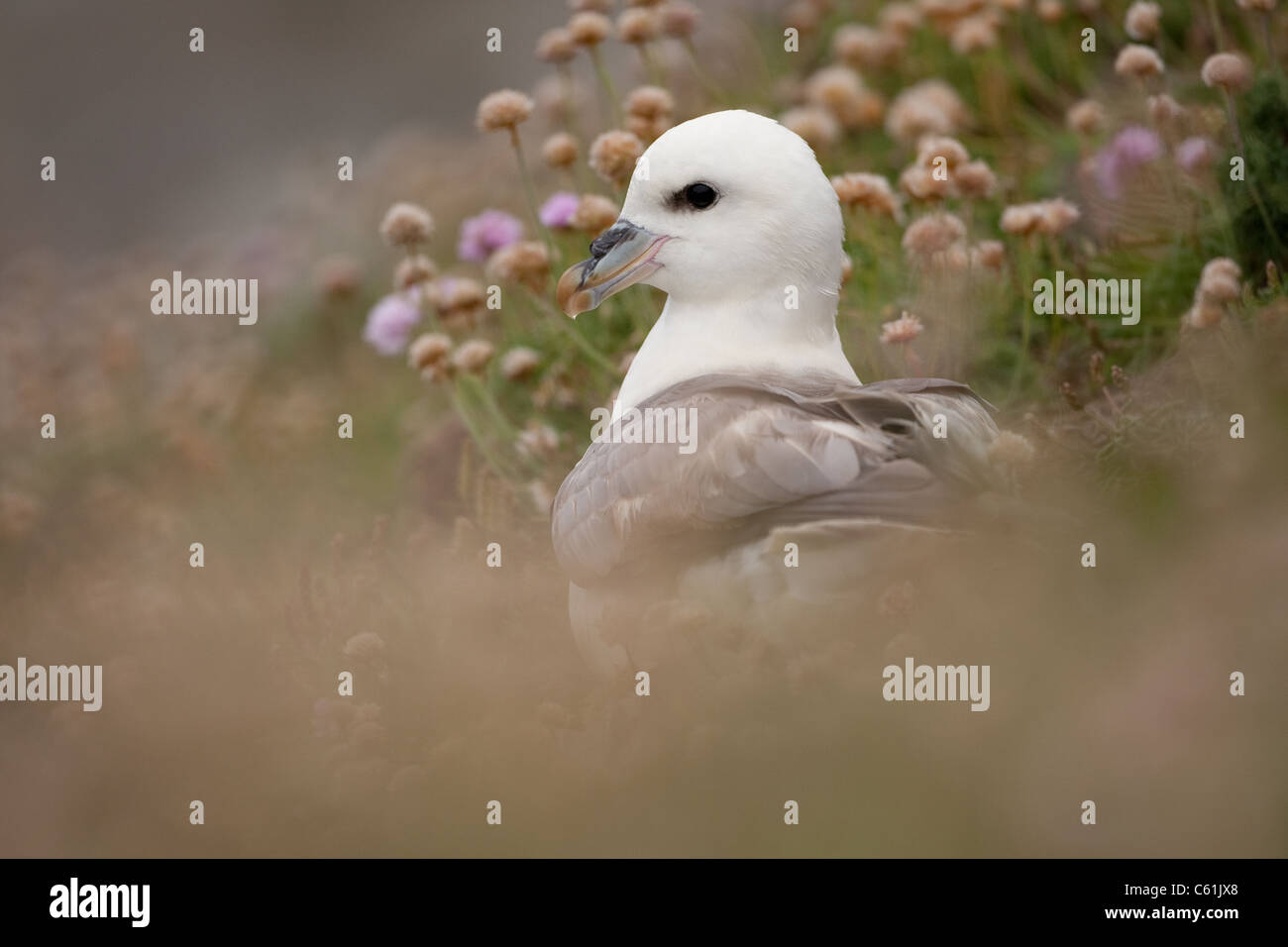 Fulmar in unter Klee bei Sumburgh auf den Shetland-Inseln Stockfoto