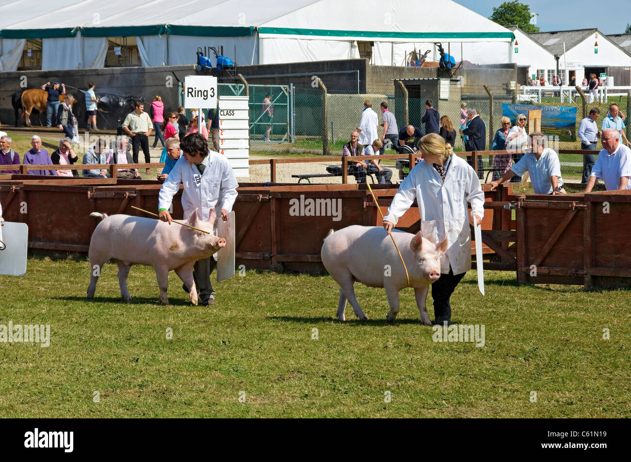 Farmer, die große weiße Schweine auf der Great Yorkshire Show im Sommer zeigen Harrogate North Yorkshire England Großbritannien GB Großbritannien Stockfoto