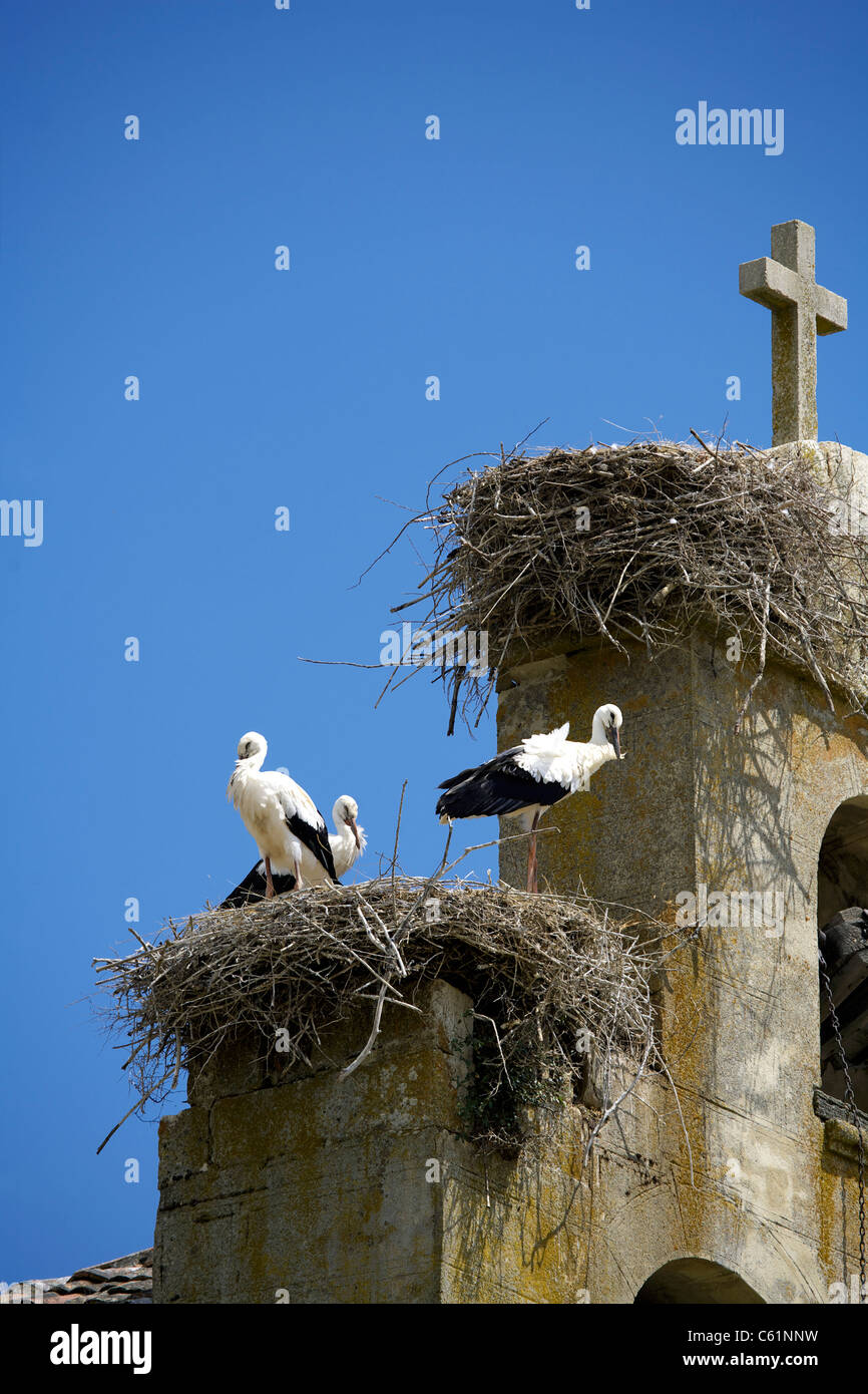 Europäische Weißstörche (Ciconia Ciconia) nisten auf der Dorfkirche Schaufeln, Castilla y Leon, Spanien, Europa, Tiere, Vogel, Stockfoto