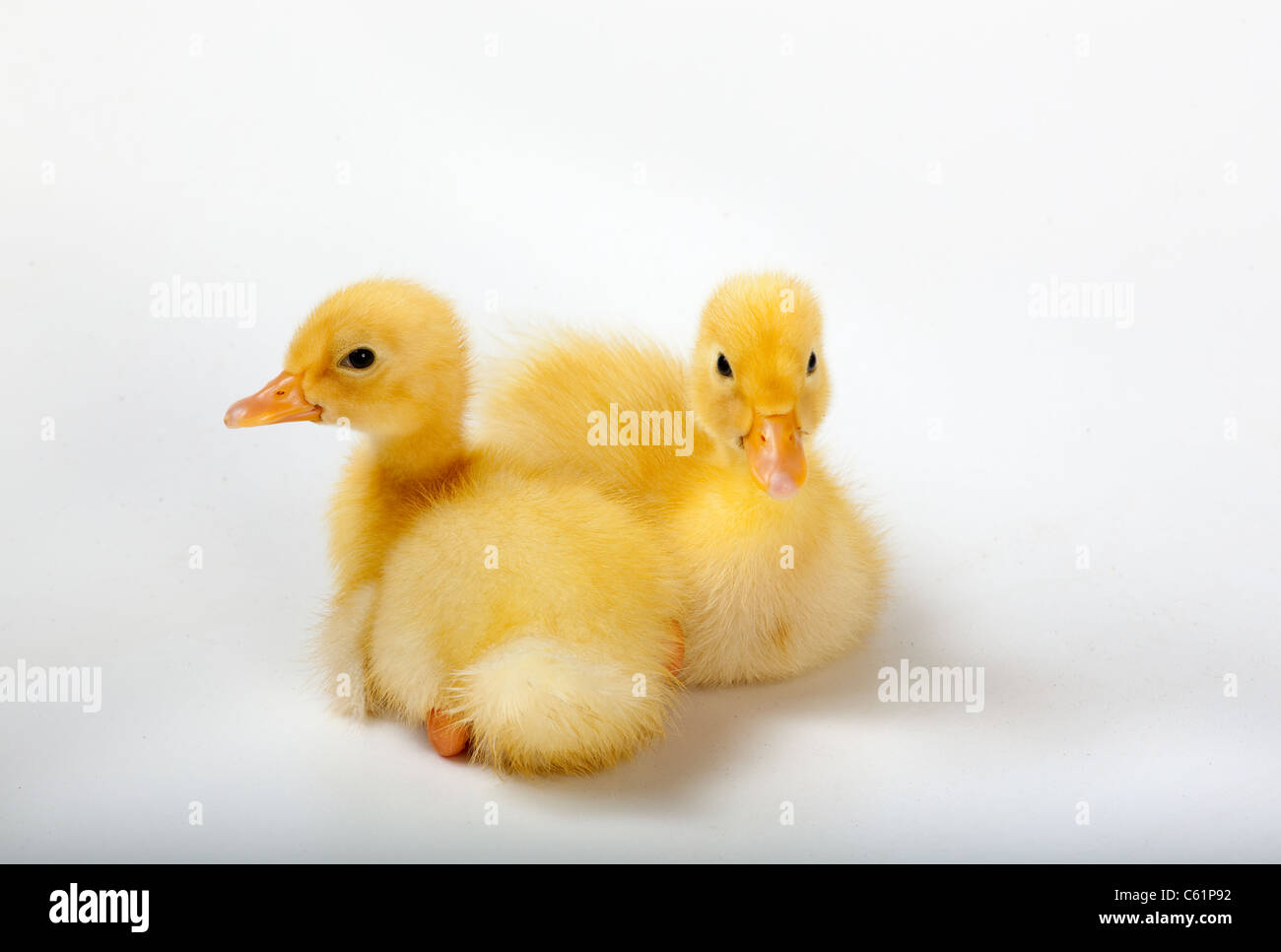 Frisch geschlüpfte Entenküken auf weißem Hintergrund Stockfoto