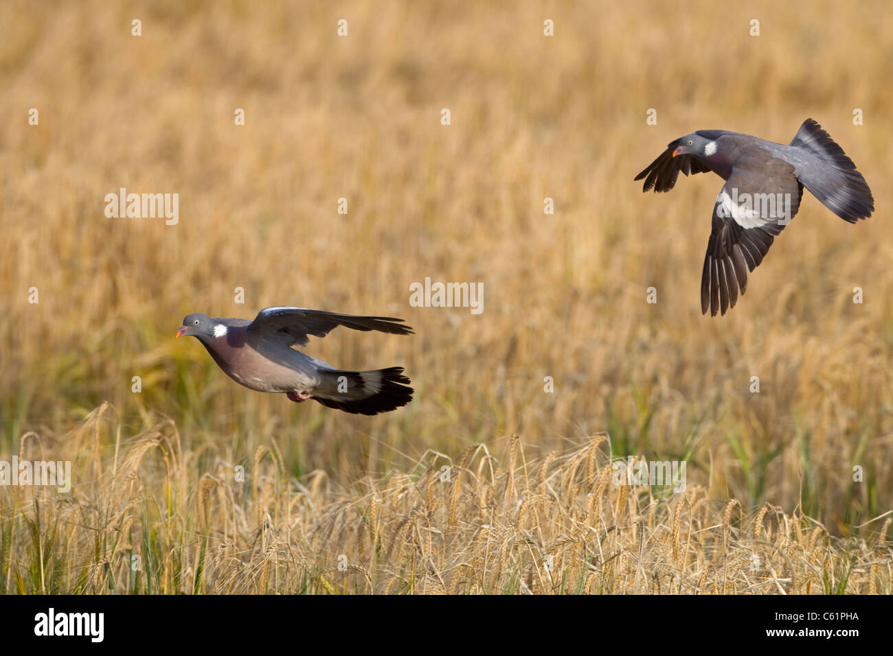 Ringeltauben Columba Palumbus überfliegen reifenden Getreide zur Erntezeit Stockfoto