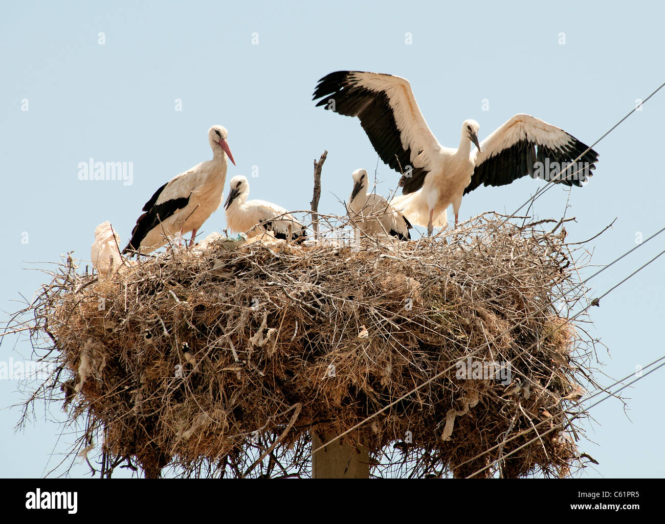 Storch Störche nisten schwarz-weiß Süd Türkei türkische Stockfoto