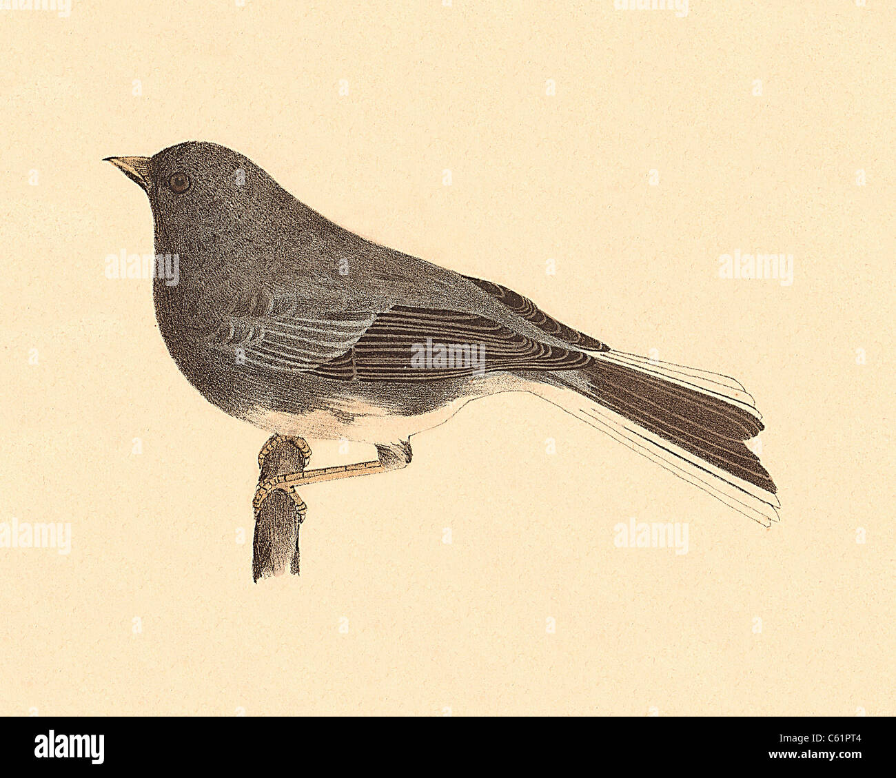 Die Snowbird, Dark-eyed Junco hyemalis (Struthus, Junco Hyemalis) vintage Vogel Lithographie - James De Kay, Zoologie von New York, oder die NY Fauna, Vögel Stockfoto