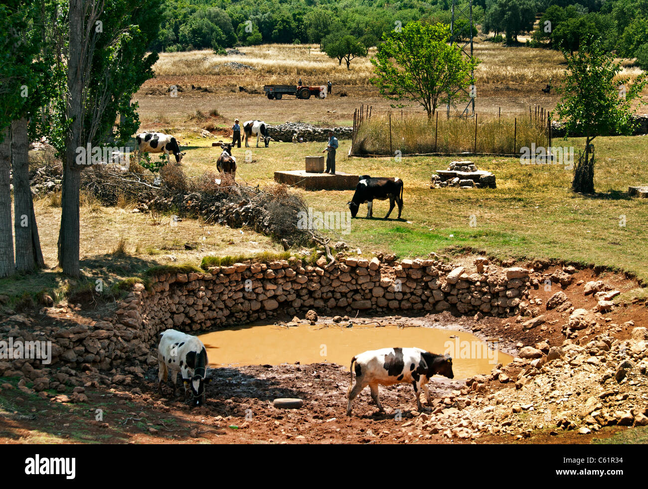 Süd Türkei Bauernhof Bauer türkische Kuh Kühe ziehen gut Wasser zwischen Kas und Antalya Stockfoto