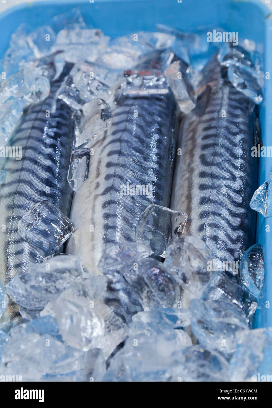 Frischer Fisch zum Verkauf auf Eis in einem blauen container Stockfoto