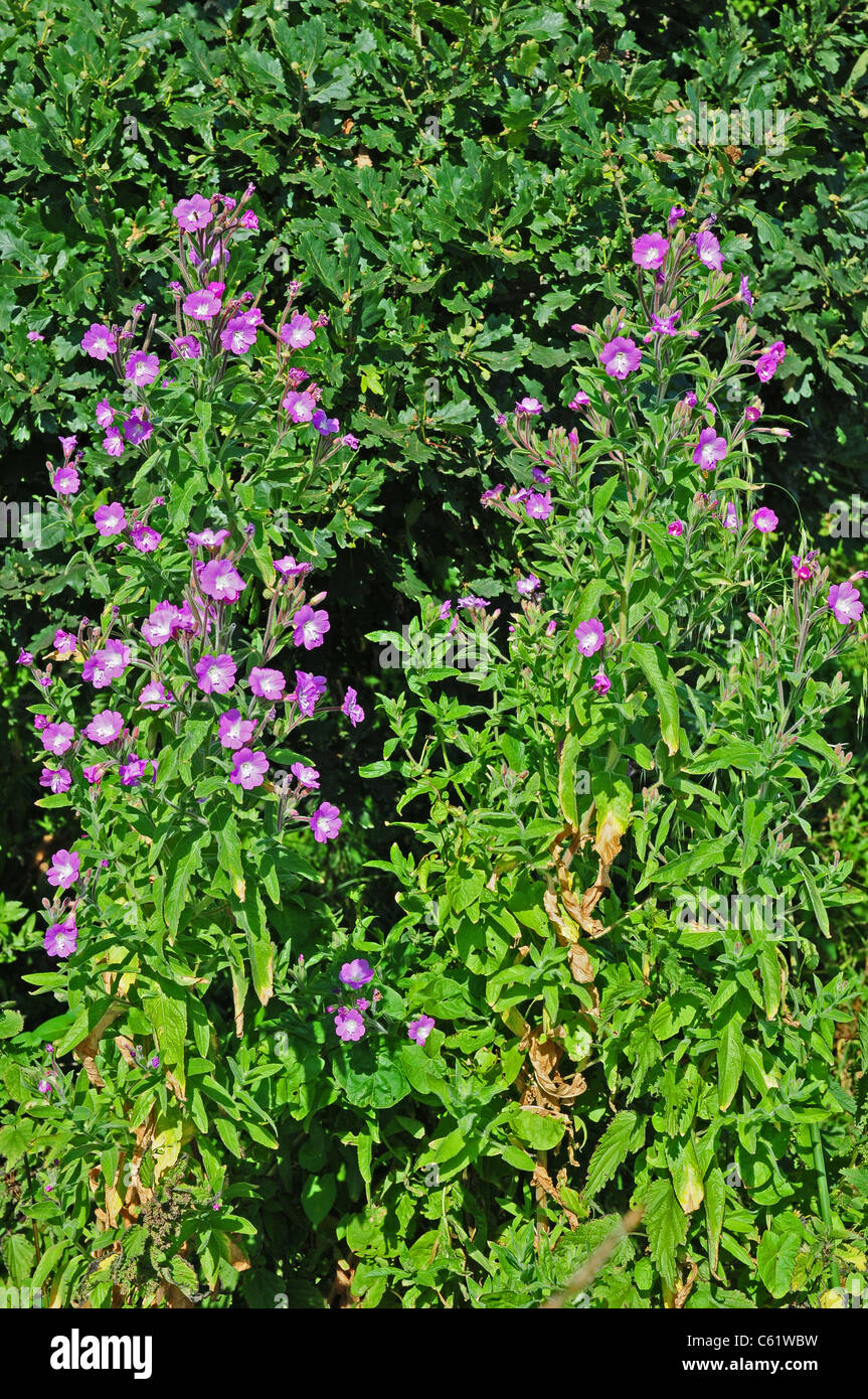 Große Willowherb Epilobium Hirsutum wächst am Rand der Entwässerungsgraben. Ganze Pflanze. Stockfoto