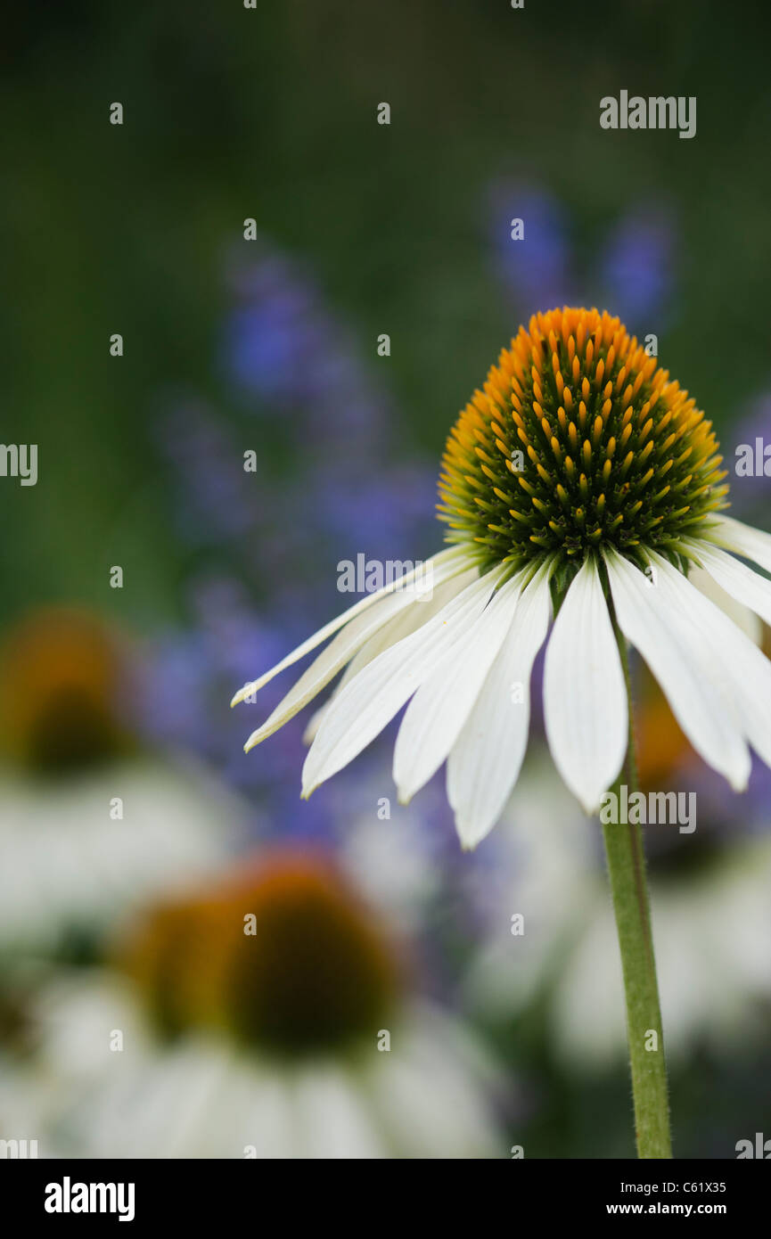 Echinacea Purpurea 'white Swan' Sonnenhut Stockfoto