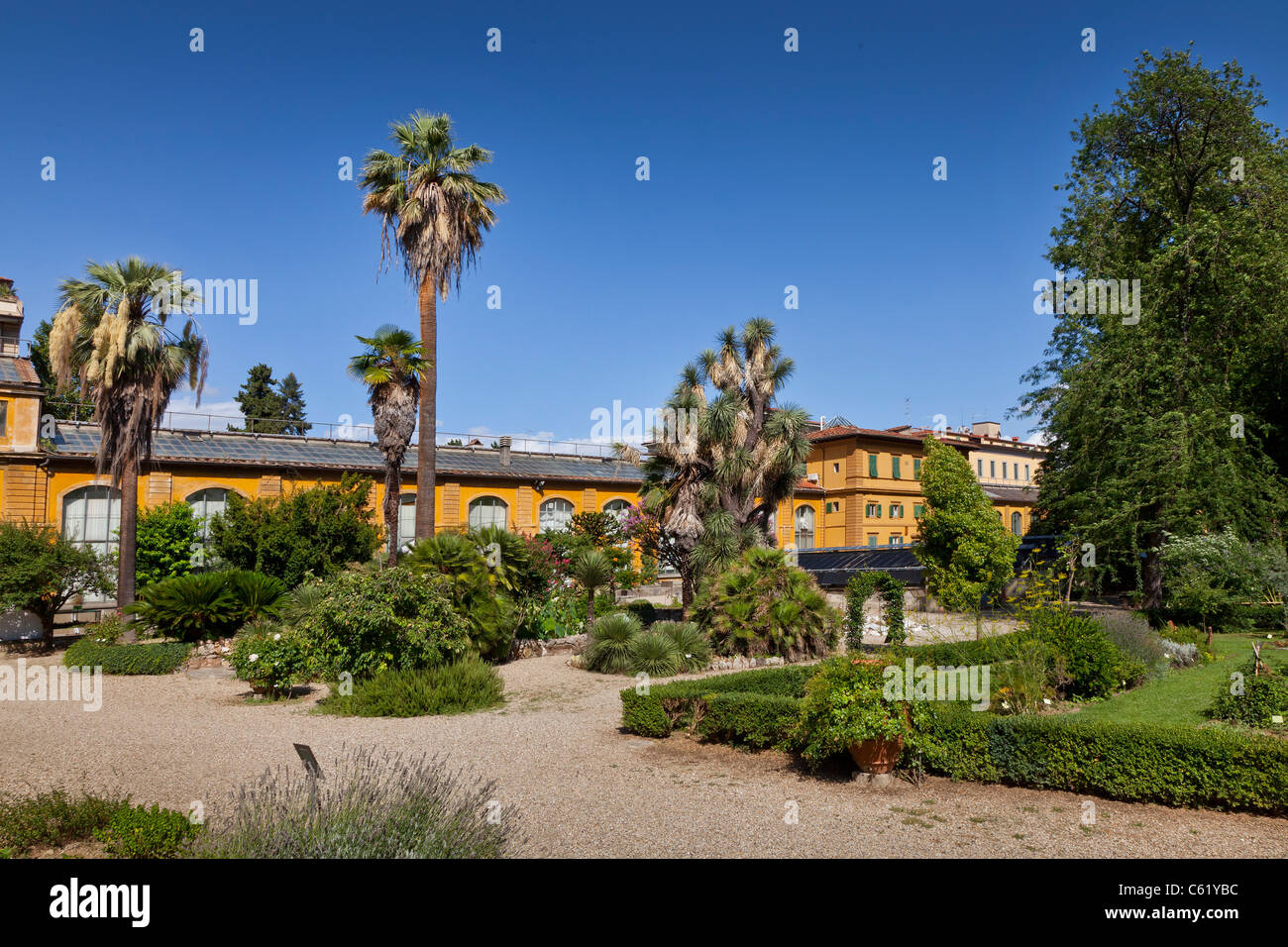Florenz botanische Gärten, Palmen Stockfoto
