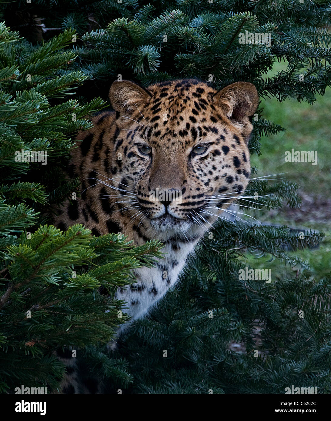 Jaguar aus dem Gebüsch suchen Stockfoto