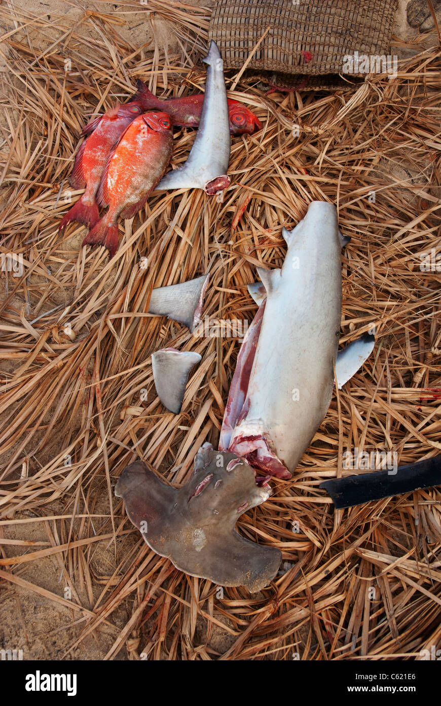 Sammeln von Haifischflossen Mosambik Stockfoto