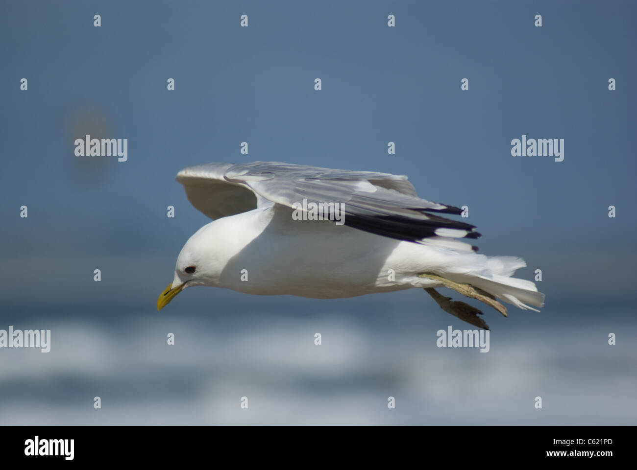 Möwe schwebt Stockfoto