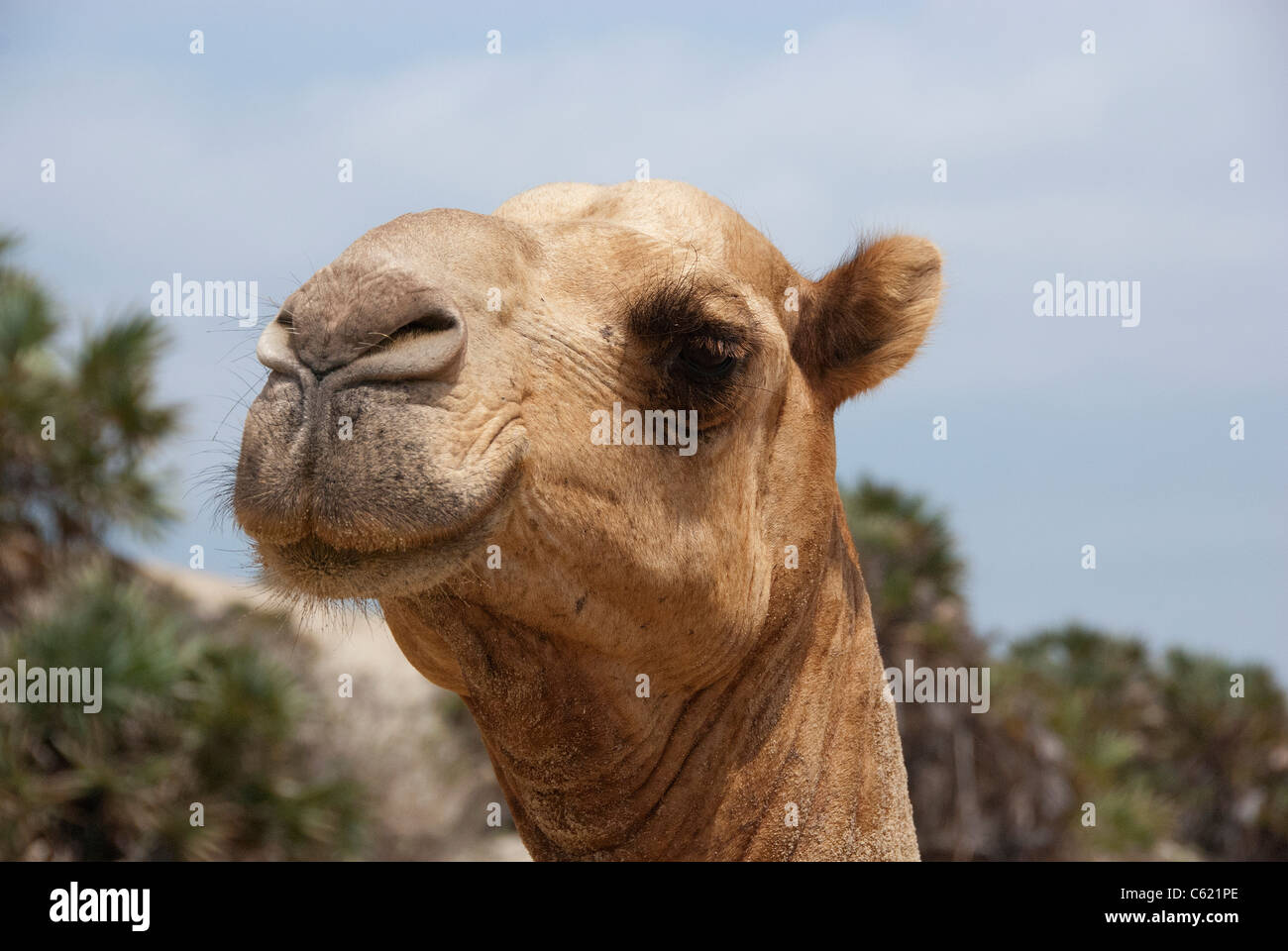 Kamel-Porträt Stockfoto