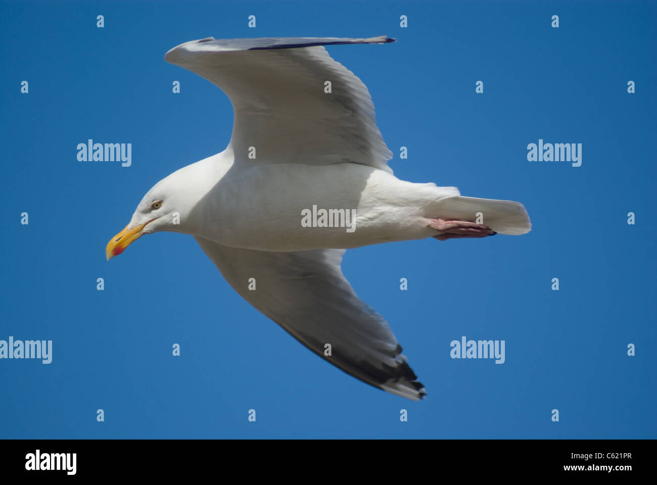 Möwe schwebt Stockfoto